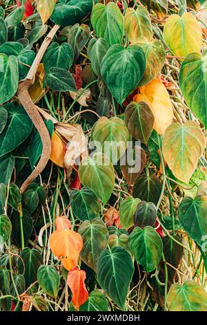 Gros plan de feuilles vertes et oranges avec des branches Banque D'Images