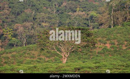 Belles photos de paysage de la réserve de tigres de Periyar / Thekkady Tourisme / photographie de paysage de la forêt du kerala / Ghats occidentaux / Idukki Banque D'Images