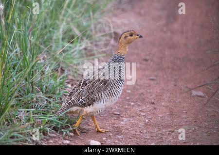 Coqui francolin (Peliperdix coqui), adulte, homme Banque D'Images