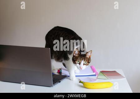 chat domestique sur le bureau du designer Banque D'Images