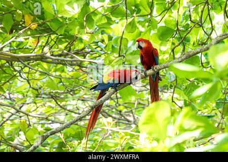 Magnifique Macaws écarlate (Ara macao cyanoptera), un couple, assis sur une branche d'arbre dans une forêt tropicale près de Jaco, Costa rica Banque D'Images