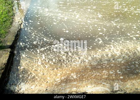 Datchet, Berkshire, Royaume-Uni. 1er avril 2024. Les eaux usées flottent sur la Tamise à Datchet, dans le Berkshire, où se nourrissent cygnes, oies et canards. Thames Water a rejeté des eaux pluviales, y compris des eaux usées provenant des usines de traitement des eaux usées de Thames Water à Windsor, ainsi que de nombreux points le long de la Tamise. Les équipages de bateaux qui ont participé à la course Oxford v Cambridge cette semaine sont tombés malades. Un rameur de l'équipe d'Oxford qui a perdu la Boat Race samedi s'est plaint de "poo dans l'eau" et a affirmé que la maladie causée par une épidémie d'E. coli a joué un rôle dans leur défaite. Crédit : Maure Banque D'Images