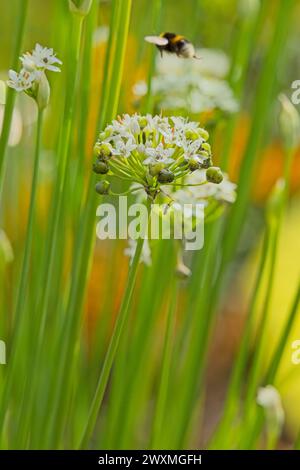 Hylotelephium telephium, connu sous le nom d'orpine, de vive-ongle, d'estomac de grenouille, de harping Johnny et de sacs d'argent de sorcière, est un succulent couvre-sol pérenne de la Banque D'Images