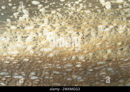 Datchet, Berkshire, Royaume-Uni. 1er avril 2024. Les eaux usées flottent sur la Tamise à Datchet, dans le Berkshire, où se nourrissent cygnes, oies et canards. Thames Water a rejeté des eaux pluviales, y compris des eaux usées provenant des usines de traitement des eaux usées de Thames Water à Windsor, ainsi que de nombreux points le long de la Tamise. Les équipages de bateaux qui ont participé à la course Oxford v Cambridge cette semaine sont tombés malades. Un rameur de l'équipe d'Oxford qui a perdu la Boat Race samedi s'est plaint de "poo dans l'eau" et a affirmé que la maladie causée par une épidémie d'E. coli a joué un rôle dans leur défaite. Crédit : Maure Banque D'Images