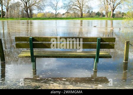 Datchet, Berkshire, Royaume-Uni. 1er avril 2024. Les eaux usées flottent sur la Tamise à Datchet, dans le Berkshire, où se nourrissent cygnes, oies et canards. Thames Water a rejeté des eaux pluviales, y compris des eaux usées provenant des usines de traitement des eaux usées de Thames Water à Windsor, ainsi que de nombreux points le long de la Tamise. Les équipages de bateaux qui ont participé à la course Oxford v Cambridge cette semaine sont tombés malades. Un rameur de l'équipe d'Oxford qui a perdu la Boat Race samedi s'est plaint de "poo dans l'eau" et a affirmé que la maladie causée par une épidémie d'E. coli a joué un rôle dans leur défaite. Crédit : Maure Banque D'Images