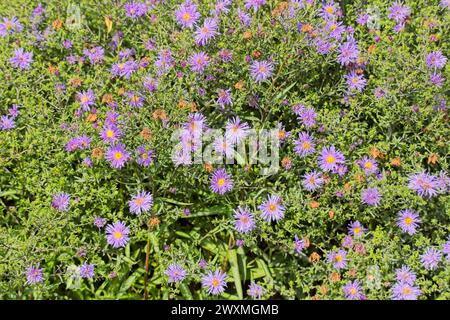 En gros plan de Symphyotrichum novi-belgii, également connu sous le nom d'aster de New York, est une espèce de plante à fleurs. Banque D'Images