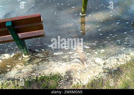 Datchet, Berkshire, Royaume-Uni. 1er avril 2024. Les eaux usées flottent sur la Tamise à Datchet, dans le Berkshire, où se nourrissent cygnes, oies et canards. Thames Water a rejeté des eaux pluviales, y compris des eaux usées provenant des usines de traitement des eaux usées de Thames Water à Windsor, ainsi que de nombreux points le long de la Tamise. Les équipages de bateaux qui ont participé à la course Oxford v Cambridge cette semaine sont tombés malades. Un rameur de l'équipe d'Oxford qui a perdu la Boat Race samedi s'est plaint de "poo dans l'eau" et a affirmé que la maladie causée par une épidémie d'E. coli a joué un rôle dans leur défaite. Crédit : Maure Banque D'Images