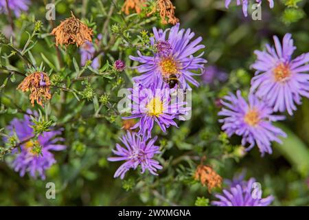 En gros plan de Symphyotrichum novi-belgii, également connu sous le nom d'aster de New York, est une espèce de plante à fleurs. Banque D'Images