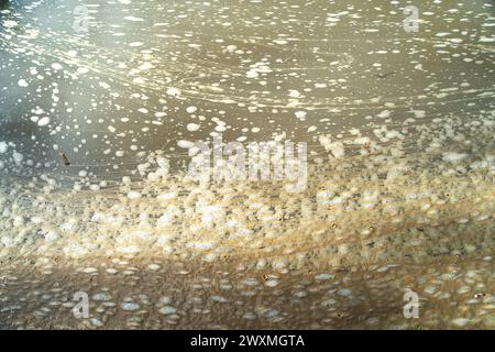 Datchet, Berkshire, Royaume-Uni. 1er avril 2024. Les eaux usées flottent sur la Tamise à Datchet, dans le Berkshire, où se nourrissent cygnes, oies et canards. Thames Water a rejeté des eaux pluviales, y compris des eaux usées provenant des usines de traitement des eaux usées de Thames Water à Windsor, ainsi que de nombreux points le long de la Tamise. Les équipages de bateaux qui ont participé à la course Oxford v Cambridge cette semaine sont tombés malades. Un rameur de l'équipe d'Oxford qui a perdu la Boat Race samedi s'est plaint de "poo dans l'eau" et a affirmé que la maladie causée par une épidémie d'E. coli a joué un rôle dans leur défaite. Crédit : Maure Banque D'Images