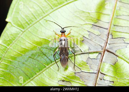 Insecte de plante ailée, Rhabdomiris striatellus, Satara, Maharashtra, Inde Banque D'Images