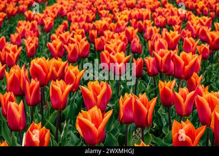 Tulipes orangées vibrantes 'Fabio' fleurissant dans un champ floral dense, dans les champs agricoles de la région des bulbes floraux, pays-Bas Banque D'Images