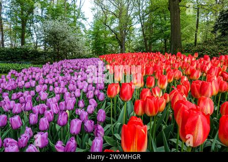 Tulipes violettes et rouges éclatantes fleurissant dans un champ floral dense, dans le jardin de Keukenhof de la région des bulbes floraux, aux pays-Bas Banque D'Images