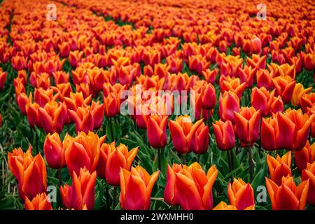Tulipes orangées vibrantes 'Fabio' fleurissant dans un champ floral dense, dans les champs agricoles de la région des bulbes floraux, pays-Bas Banque D'Images