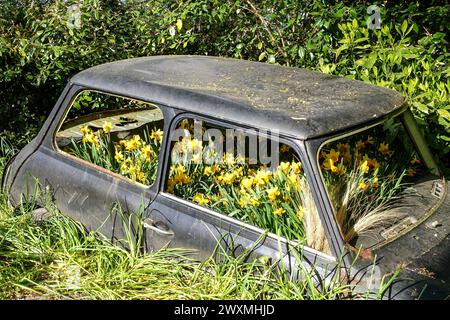 Voiture ancienne abandonnée envahie de jonquilles jaunes et de verdure dans un environnement luxuriant dans les jardins de Keukenhof, pays-Bas Banque D'Images