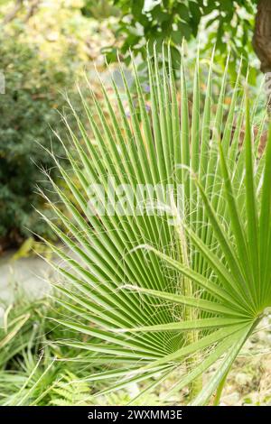 Saint-Gall, Suisse, 13 novembre 2023 Washingtonia robusta ou palmier soufflant mexicain au jardin botanique Banque D'Images