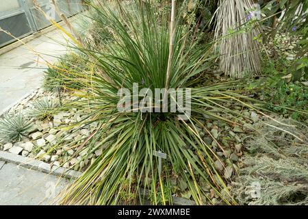 Saint-Gall, Suisse, 13 novembre 2023 plante de Dasylirion au jardin botanique Banque D'Images