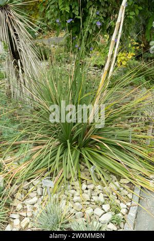 Saint-Gall, Suisse, 13 novembre 2023 plante de Dasylirion au jardin botanique Banque D'Images