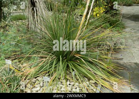 Saint-Gall, Suisse, 13 novembre 2023 plante de Dasylirion au jardin botanique Banque D'Images