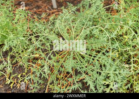 Saint-Gall, Suisse, 13 novembre 2023 plante de fugax Papaver au jardin botanique Banque D'Images