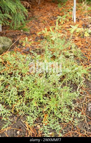 Saint-Gall, Suisse, 13 novembre 2023 plante de fugax Papaver au jardin botanique Banque D'Images