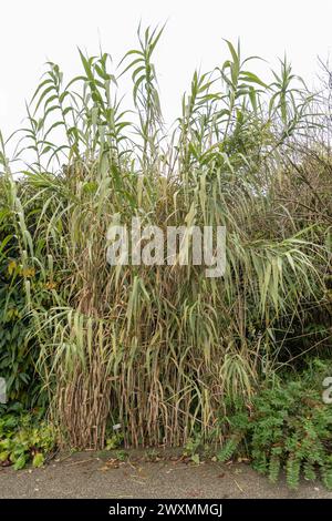 Saint-Gall, Suisse, 13 novembre 2023 Arundo Donax ou plante de canne géante au jardin botanique Banque D'Images