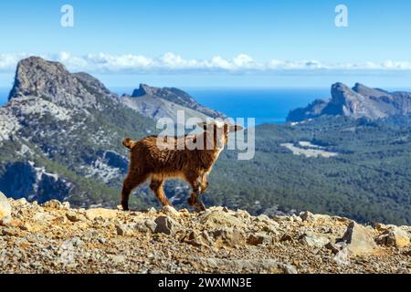 Feral Goat Kid au Cap de Formentor sur l'île de Majorque , Espagne Banque D'Images