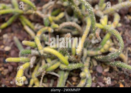 Saint-Gall, Suisse, 14 novembre 2023 cactus Rhipsalis coralloides au jardin botanique Banque D'Images