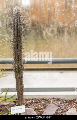 Saint-Gall, Suisse, 14 novembre 2023 cactus Eulychnia Saint-Pieana au jardin botanique Banque D'Images