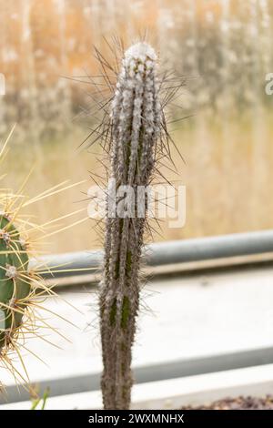 Saint-Gall, Suisse, 14 novembre 2023 cactus Eulychnia Saint-Pieana au jardin botanique Banque D'Images