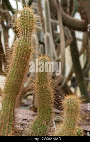 Saint-Gall, Suisse, 14 novembre 2023 cactus de Trichocereus Orurensis au jardin botanique Banque D'Images