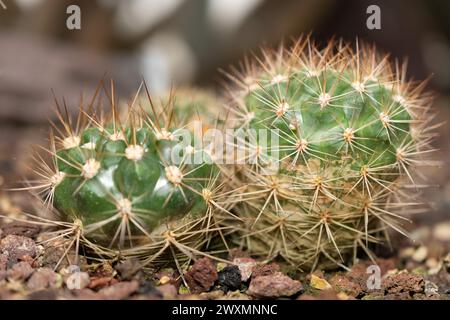 Saint-Gall, Suisse, 14 novembre 2023 Rebutia Fiebrigii ou cactus couronne orange au jardin botanique Banque D'Images