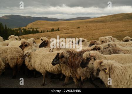 Un troupeau de moutons traversant une route rurale Banque D'Images