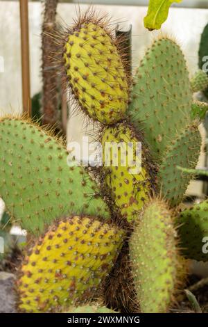 Saint-Gall, Suisse, 14 novembre 2023 Opuntia Galapageia cactus au jardin botanique Banque D'Images