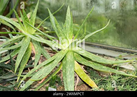 Saint-Gall, Suisse, 14 novembre 2023 plante d'Aloe Graminicola au jardin botanique Banque D'Images