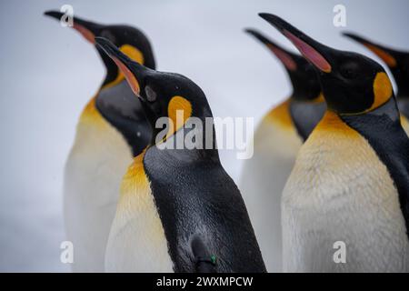 Un groupe de pingouins debout ensemble dans le plein air enneigé. Banque D'Images