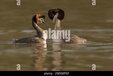 Un couple de grands grebes à crête nageant dans le lac Banque D'Images