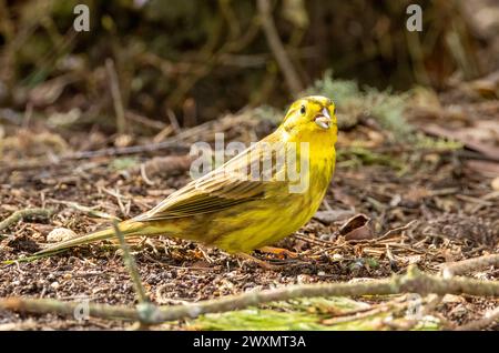 Oiseau marteau jaune mâle de couleur vive ramassant de la nourriture sur le sol de la forêt Banque D'Images