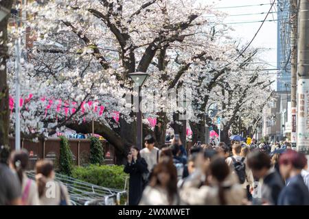 Tokyo, Japon. 1er avril 2024. Le public profite de la floraison des cerisiers le long de la rivière Meguro alors que les cerisiers de Tokyo fleurissent 15 jours plus tard que l'année dernière. Crédit : Marcin Nowak/Alamy Live News Banque D'Images