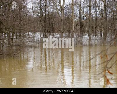 Inondation de l'eau dans les bois. Les arbres de la forêt sont debout dans l'eau de pluie sale. Le sol n'est plus visible en raison de l'eau de fond sur la prairie. Banque D'Images