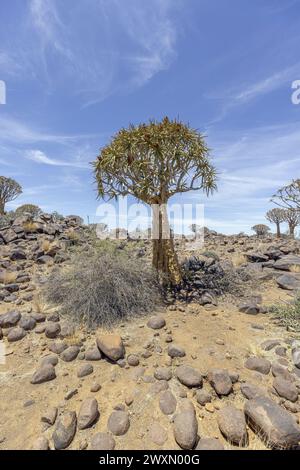 Photo panoramique d'un arbre carquois dans la forêt d'arbres carquois près de Keetmanshoop dans le sud de la Namibie pendant la journée Banque D'Images