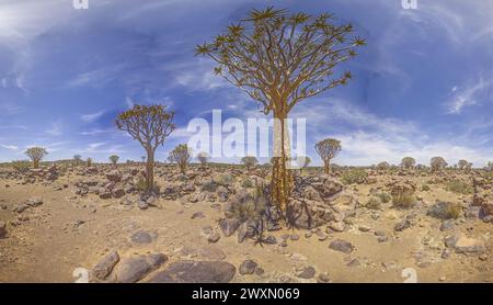 Photo panoramique d'un arbre carquois dans la forêt d'arbres carquois près de Keetmanshoop dans le sud de la Namibie pendant la journée Banque D'Images