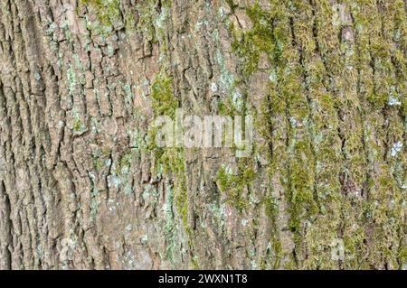 Gros plan sur l'écorce d'Un arbre Acer Platanoides à Amsterdam aux pays-Bas 15-5-2021 Banque D'Images