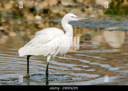 Petite aigrette dans l'étang, île de Lesbos, Grèce Banque D'Images