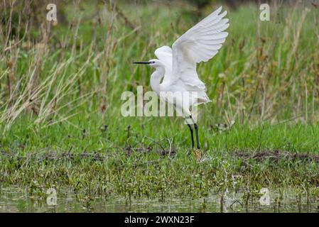 Petite aigrette volant loin du marais dans le delta du Danube, Roumanie Banque D'Images