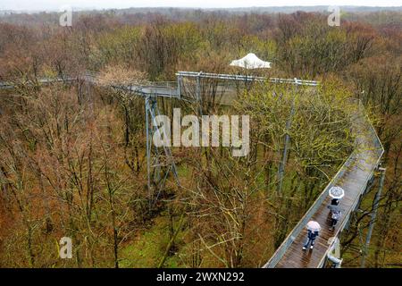 01 avril 2024, Thuringe, Schönstedt : les visiteurs marchent le long du sentier de la cime des arbres dans le parc national de Hainich avec des parasols au début de la saison principale par temps pluvieux. Photo : Michael Reichel/dpa Banque D'Images