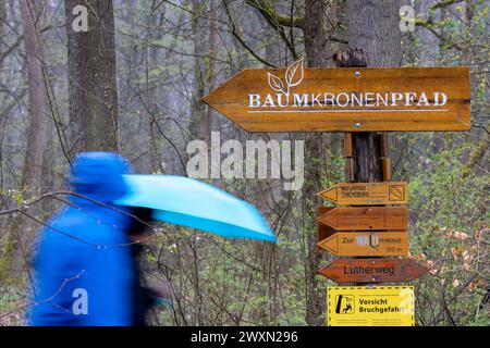 01 avril 2024, Thuringe, Schönstedt : les visiteurs viennent au début de la saison principale par temps pluvieux avec un parapluie de la promenade dans les arbres dans le parc national de Hainich. Photo : Michael Reichel/dpa Banque D'Images