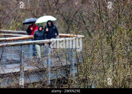 01 avril 2024, Thuringe, Schönstedt : les visiteurs marchent le long du sentier de la cime des arbres dans le parc national de Hainich avec des parasols au début de la saison principale par temps pluvieux. Photo : Michael Reichel/dpa Banque D'Images