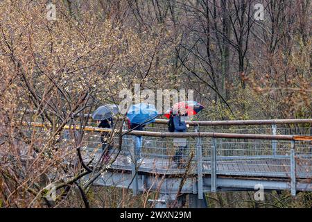 01 avril 2024, Thuringe, Schönstedt : les visiteurs marchent le long du sentier de la cime des arbres dans le parc national de Hainich avec des parasols au début de la saison principale par temps pluvieux. Photo : Michael Reichel/dpa Banque D'Images