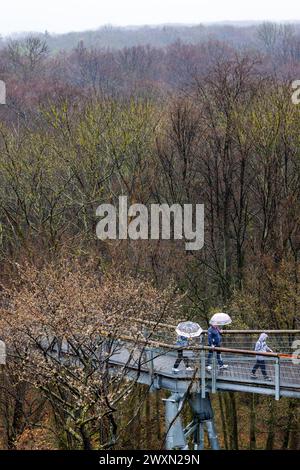 01 avril 2024, Thuringe, Schönstedt : les visiteurs marchent le long du sentier de la cime des arbres dans le parc national de Hainich avec des parasols au début de la saison principale par temps pluvieux. Photo : Michael Reichel/dpa Banque D'Images