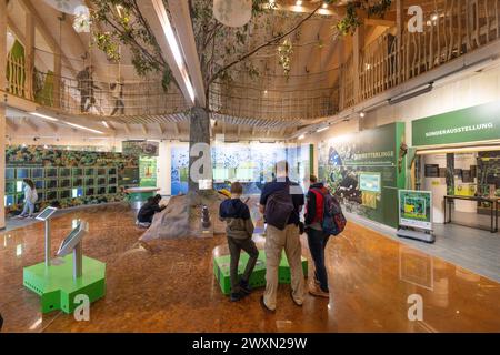 01 avril 2024, Thuringe, Schönstedt : les visiteurs peuvent voir une exposition sur les secrets du Hainich dans le centre des visiteurs du parc national au début de la saison principale sur le chemin de la cime des arbres. Photo : Michael Reichel/dpa Banque D'Images